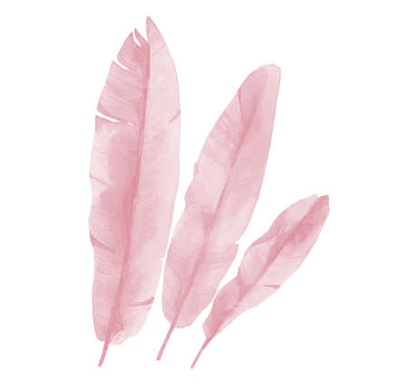 Blush pink Leaves. Beauty Banana Leaves. Watercolor illustration isolated on white background.の写真素材