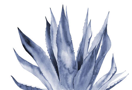 Abstract blue leaves. Agave. Watercolour illustration isolated on white background.の写真素材