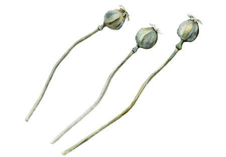 Dry poppy heads. Dried Poppies Flower bunch. Watercolour illustration isolated on white background. Watercolor art.の写真素材