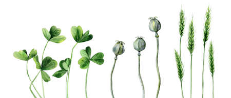 Field grass set. Clover, Poppies, Wheat. Watercolour illustration isolated on white background. Watercolor art.の写真素材