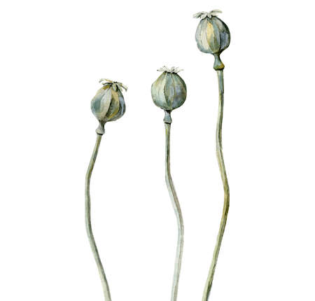 Dried poppies. Dry Flower buds. Watercolour illustration isolated on white background. Watercolor art.の写真素材