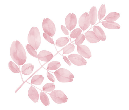 Pink watercolour plant leaves. Blush pink branches. Moringa leaves.の写真素材