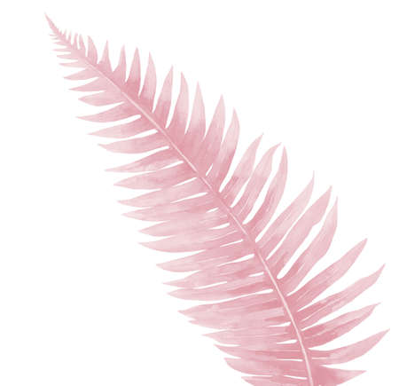 Fern Leaf in pale pink colors. Watercolor illustration isolated on white background.の写真素材