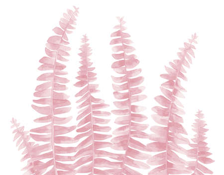 Fern Leaves in pastel pink colors. Floral Plant border. Watercolour illustration isolated on white background.の写真素材