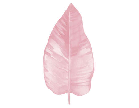 Light Pink watercolor leaf. Pink watercolour illustration isolated on white background. Botanical Art.の写真素材
