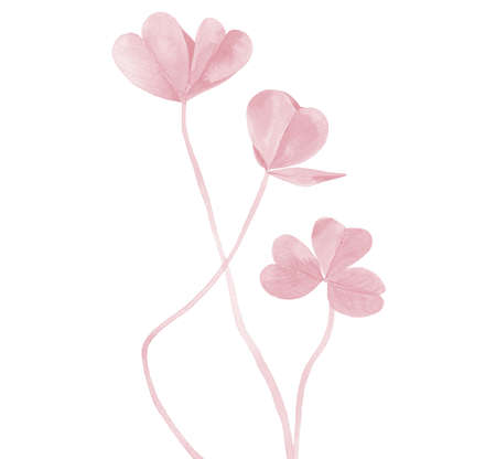 Pink Clovers. Pastel plant stems. Watercolor illustration isolated on white background.の写真素材