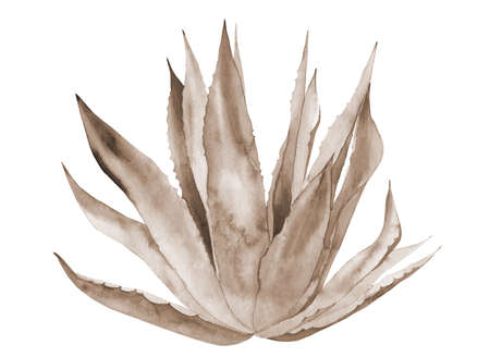 Dry tropical leaves. Agave plant. Watercolor illustration on white background.の写真素材