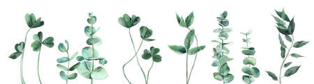 Watercolor leaves set in cool shades. Clover, Eucalyptus, Foliage. Watercolour illustration isolated on white background.の写真素材