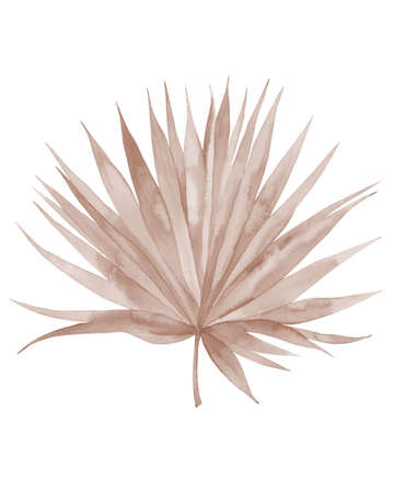 Dried palm leaf. Neutral colored tropical leaf. Watercolour illustration isolated on white background.の写真素材
