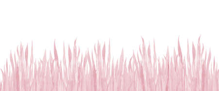 Pastel pink grass background border. Watercolour illustration on white background. Water color minimalist art.の写真素材