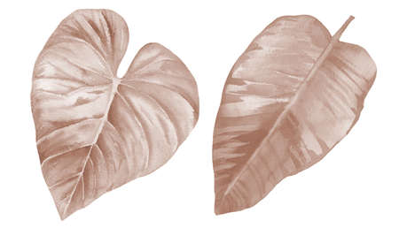 Dried leaf set. Beige pale leaves. Watercolour illustration toned in beige color on white background.の写真素材