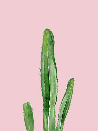 Green cactus. South western plant. Botanical detail for greeting, invitation, card, postcard. Watercolour illustration isolated on light pink background.の写真素材