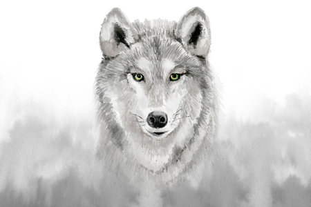 Watercolor grey wolf . Watercolour illustration on gray background.の写真素材