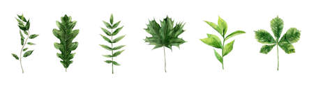 Leaf Watercolor Greenery Foliage Elements. Watercolour illustration isolated on white background.の写真素材