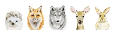 Watercolour Forest Animals. Watercolor wildlife Fox Wolf Hare Hedgehog Fawn isolated set.の写真素材