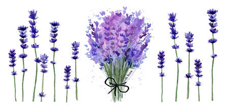 Watercolor Lavender Flower Bouquet Illustration set isolated on white background. Watercolour purple floral details.の写真素材