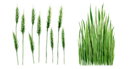 Green Wheat Grass. Cereal Field Plant Watercolour illustration isolated on white background.の写真素材