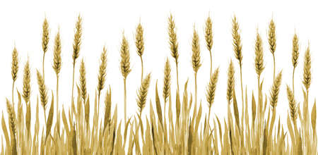 Gold Wheat and Grass Background. Cereal Agriculture Field Plants Watercolor illustration on white.の写真素材