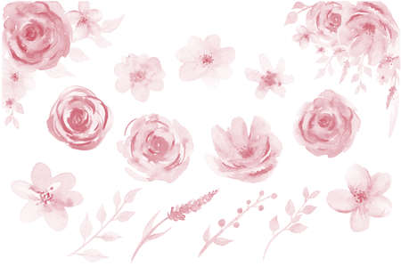 Pink Flowers Watercolor Roses. Watercolour Pink Floral leaves isolated illustration on white background.の写真素材