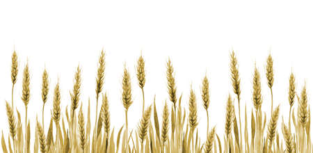 Wheat Field Grain Background. Cereal Agriculture plant Stem Watercolor illustration on white.の写真素材