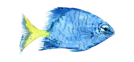 Watercolor Fish. Blue Aquarium Sea Animal Art Illustration isolated on white background.の写真素材
