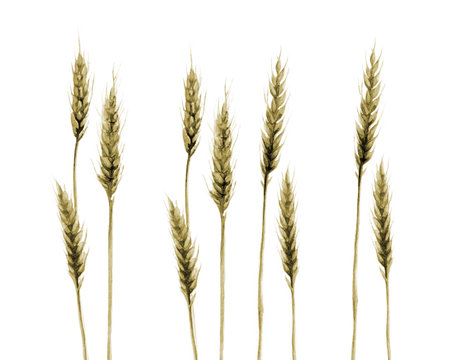 Wheat Field Grain Cereal Agriculture Plant Watercolor illustration isolated on white Background.の写真素材