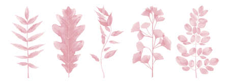 Pink Leaf Set. Blush Pink Plant Tree Leaves Abstract Watercolor illustration on white background.の写真素材