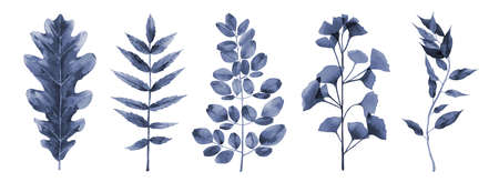 Blue Foliage Watercolor Art Set. Abstract Leaves Watercolour illustration on white background.の写真素材