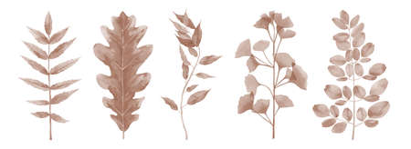 Beige Watercolor Leaves Art Illustration Set isolated on white background.の写真素材