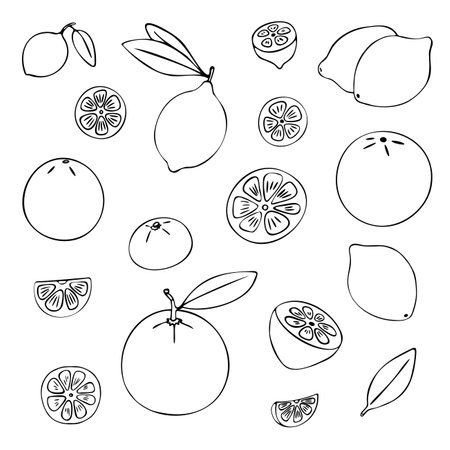 Citrus doodle set. Various citrus fruits, oranges, mandarins, lemons, limes etc. Half, whole, slices. Black hand-drawn contour isolated on a white background. Menus, coloring books, web design, printsのイラスト素材