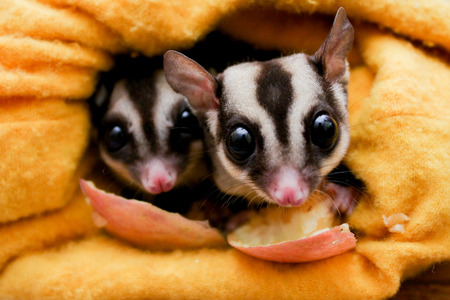 Couple of sugar glider eating an applesの写真素材