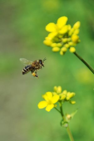 Bee in flight with the collected pollenの写真素材