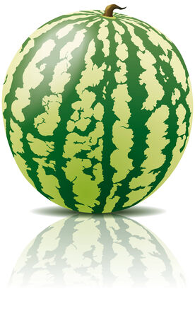 vector watermelon fruit, vegetarian foodのイラスト素材