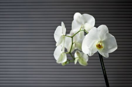 blooming beautiful white orchid on a gray abstract background with large flowers on a branchの写真素材