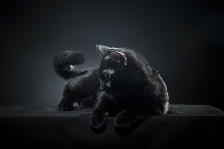 British black cat isolated on black backgroundの写真素材