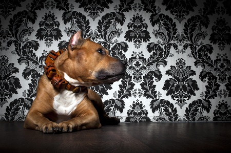 Portret of brown American Staffordshire Terrier lying on a brown floorの写真素材