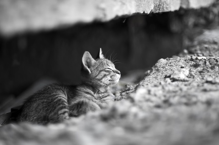 black and white portrait of a little sleeping homeless kittenの写真素材