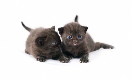 Two black british kittens on white backgroundの写真素材
