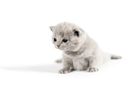 Gray small british kitten on white backgroundの写真素材