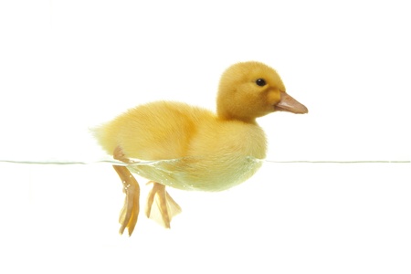 Cute duckling swimming in clear water, front viewの写真素材