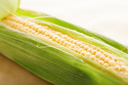 Ear of young Corn on a light brown background