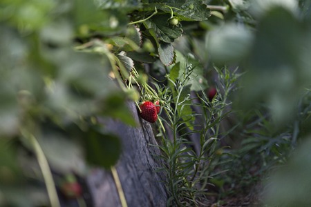 Culture in a greenhouse strawberry and strawberries in Greeceの写真素材