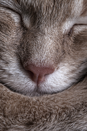 Close-up of an orange tabby cat faceの写真素材