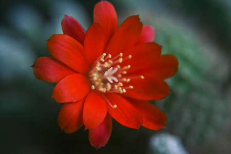 beautiful red flowerの写真素材