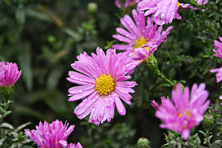 pink daisies on meadowの写真素材
