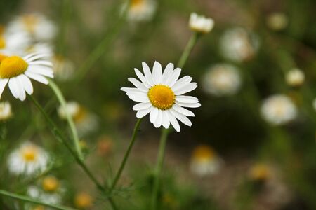 white daisyの写真素材