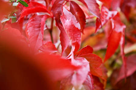 red vine leavesの写真素材