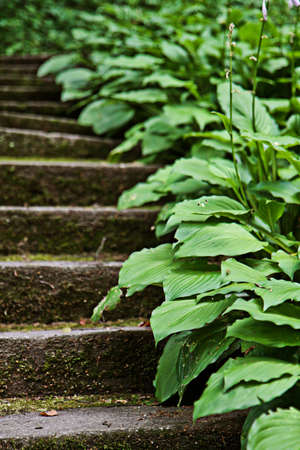 plantain lilies on stairsの写真素材