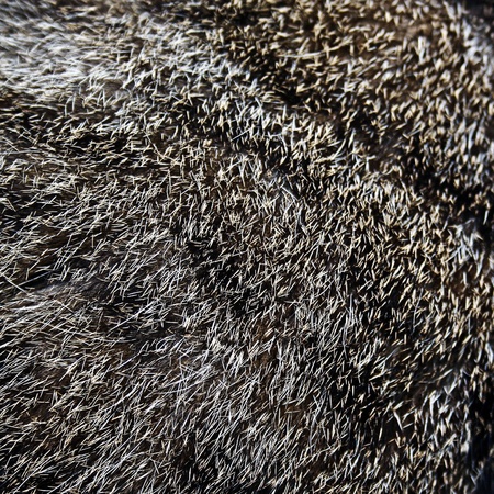 cat hair