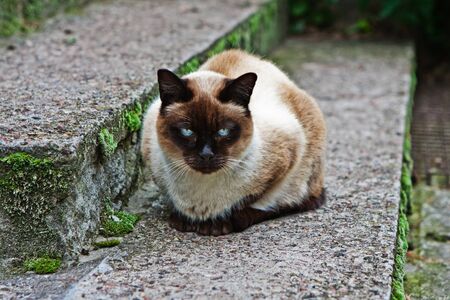 blue-eyed cat on the stairsの写真素材